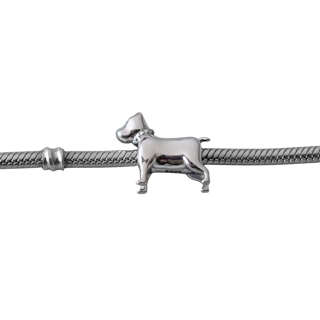 Charm Perro Pitbull